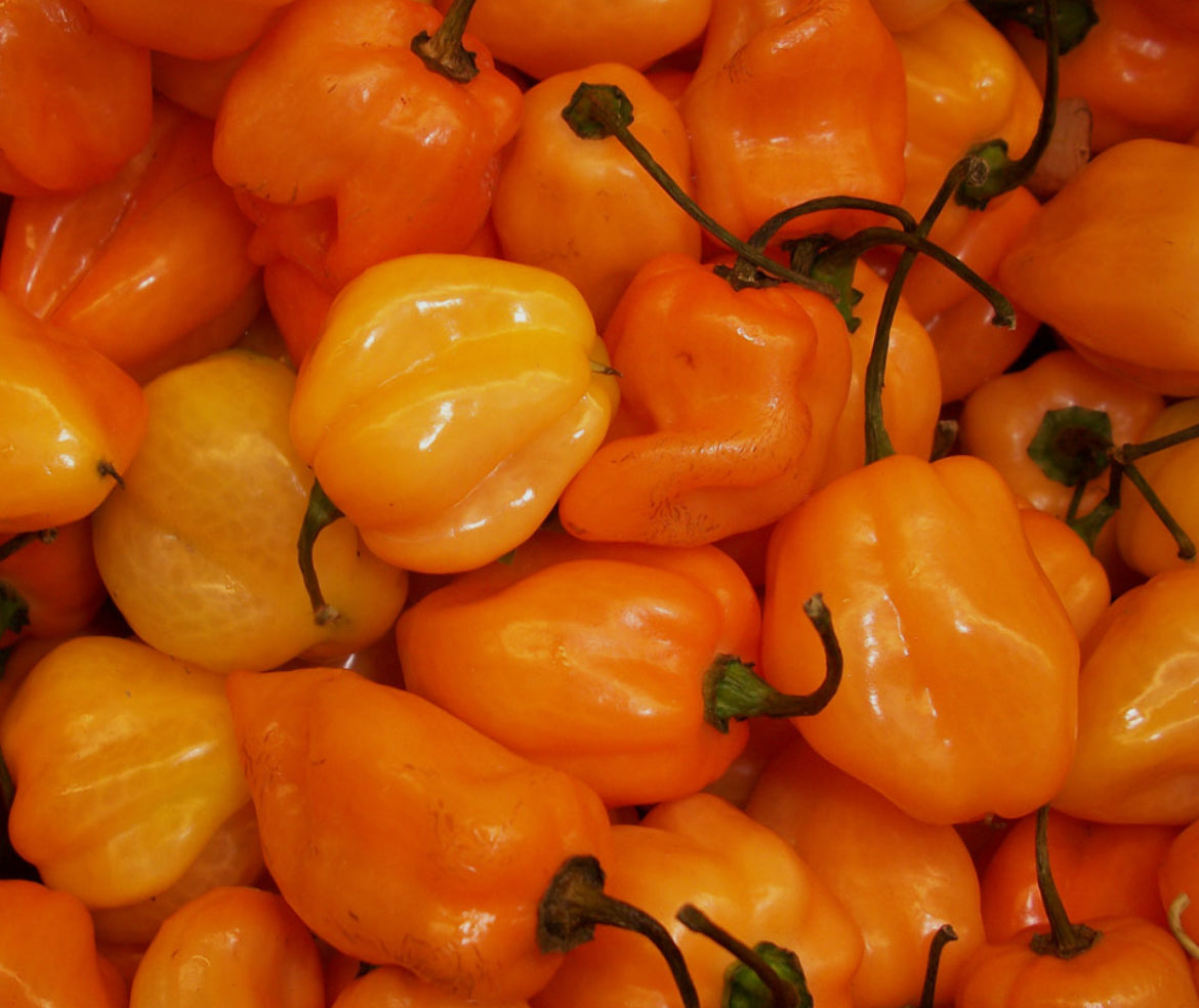 Tropicante Hot Sauce